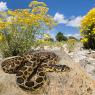 Ferro di cavallo - Horseshoe whip snake (Hemorrhois hippocrepis)