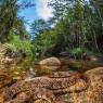 Natrice viperina - Viperine water snake (Natrix maura)