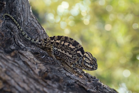 Camaleonte mediterraneo - Mediterranean chameleon (Chamaeleo chamaeleon)