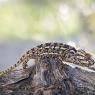 Camaleonte mediterraneo - Mediterranean chameleon (Chamaeleo chamaeleon)
