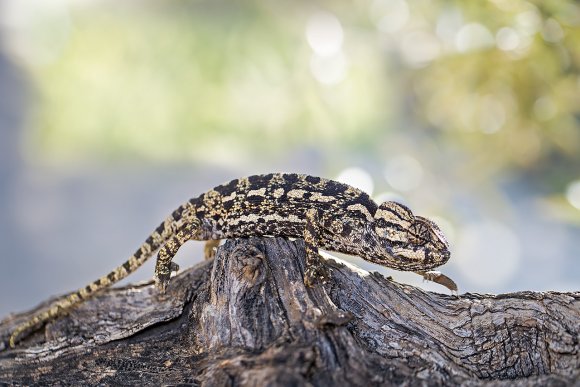 Camaleonte mediterraneo - Mediterranean chameleon (Chamaeleo chamaeleon)