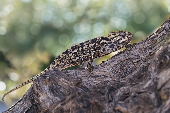 Camaleonte mediterraneo - Mediterranean chameleon (Chamaeleo chamaeleon)