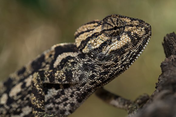 Camaleonte mediterraneo - Mediterranean chameleon (Chamaeleo chamaeleon)