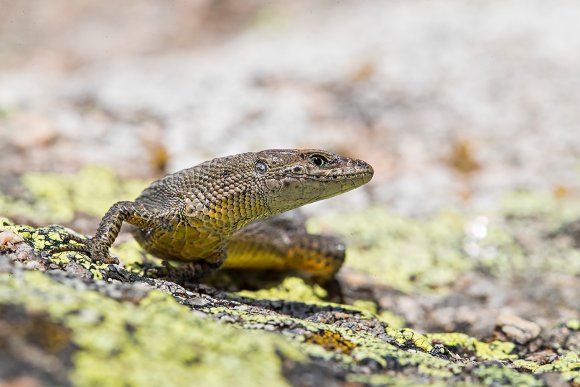 Algiroide nano - Pygmy algyroides (Algyroides fitzingeri)