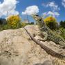 Lucertola ocellata - Oceled lizard