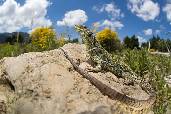 Lucertola ocellata - Oceled lizard