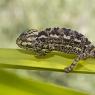 Camaleonte mediterraneo - Mediterranean chameleon (Chamaeleo chamaeleon)