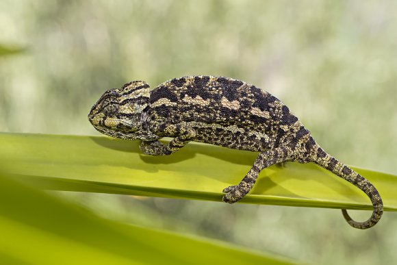 Camaleonte mediterraneo - Mediterranean chameleon (Chamaeleo chamaeleon)