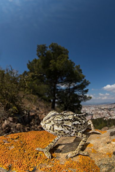 Camaleonte mediterraneo - Mediterranean chameleon (Chamaeleo chamaeleon)