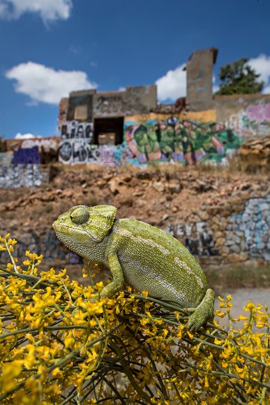 Camaleonte mediterraneo - Mediterranean chameleon (Chamaeleo chamaeleon)