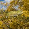 Camaleonte mediterraneo - Mediterranean chameleon (Chamaeleo chamaeleon)