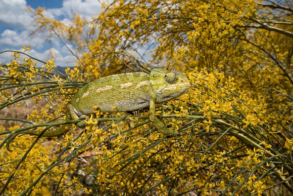 Camaleonte mediterraneo - Mediterranean chameleon (Chamaeleo chamaeleon)