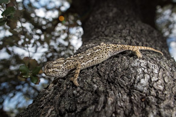 Camaleonte mediterraneo - Mediterranean chameleon (Chamaeleo chamaeleon)