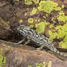 Camaleonte mediterraneo - Mediterranean chameleon (Chamaeleo chamaeleon)