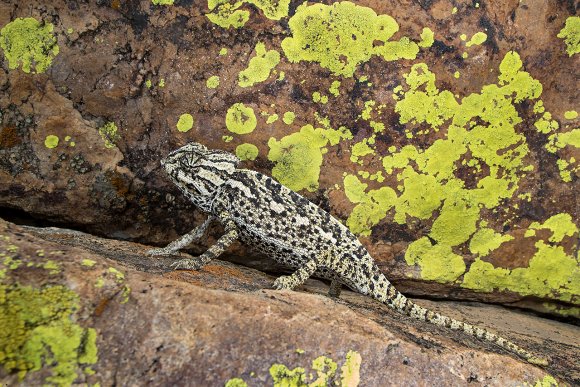 Camaleonte mediterraneo - Mediterranean chameleon (Chamaeleo chamaeleon)