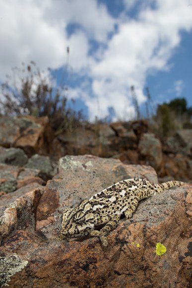 Camaleonte mediterraneo - Mediterranean chameleon (Chamaeleo chamaeleon)