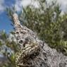 Camaleonte mediterraneo - Mediterranean chameleon (Chamaeleo chamaeleon)