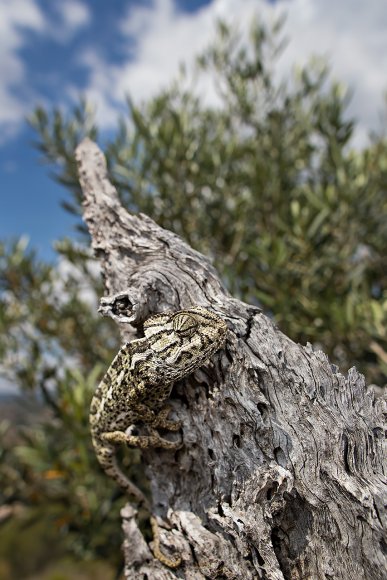 Camaleonte mediterraneo - Mediterranean chameleon (Chamaeleo chamaeleon)