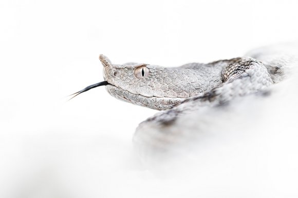 Vipera dal corno - Long nose viper (Vipera ammodytes)