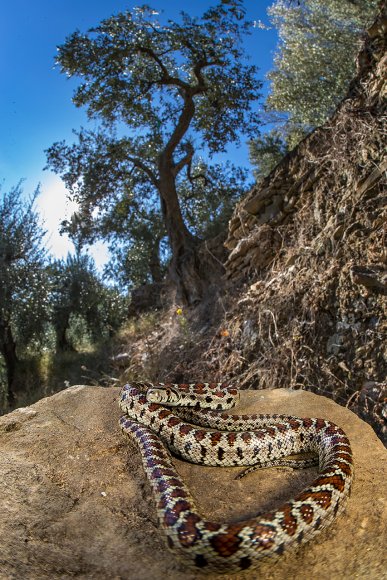 Colubro Leopardino - European rat snake (Zamenis situla)