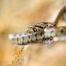 Colubro Leopardino - European rat snake (Zamenis situla)