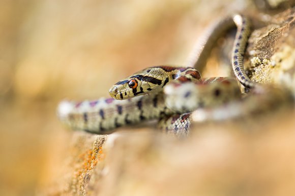 Colubro Leopardino - European rat snake (Zamenis situla)