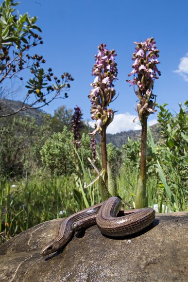 Orbettino - Slow worm (Anguis fragilis)