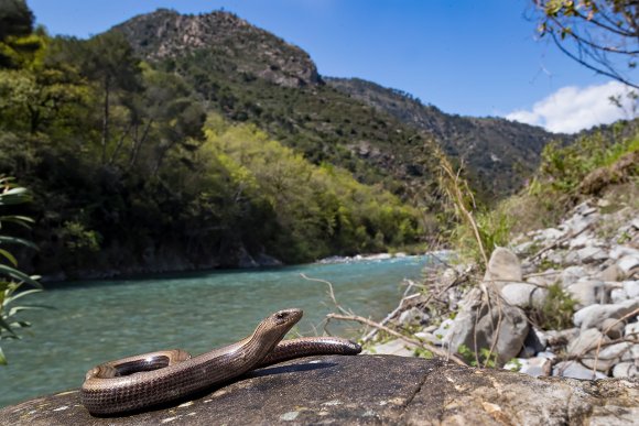 Orbettino - Slow worm (Anguis fragilis)