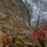 Biacco - Green whip snake (Hyerophis viridiflafus)