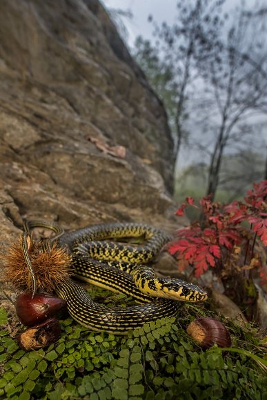 Biacco - Green whip snake (Hyerophis viridiflafus)