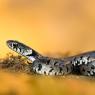 Grass snake - Natrice dal collare (Natrix natrix)