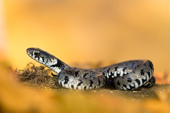 Grass snake - Natrice dal collare (Natrix natrix)
