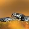 Grass snake - Natrice dal collare (Natrix natrix)