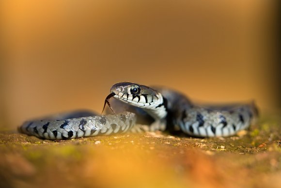 Grass snake - Natrice dal collare (Natrix natrix)