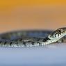 Grass snake - Natrice dal collare (Natrix natrix)