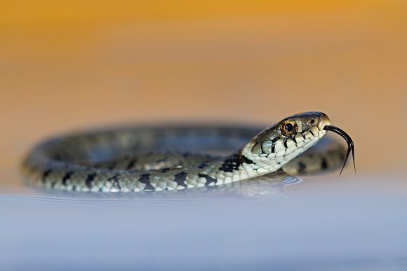 Grass snake - Natrice dal collare (Natrix natrix)