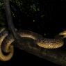 Saettone - Aesculapian snake