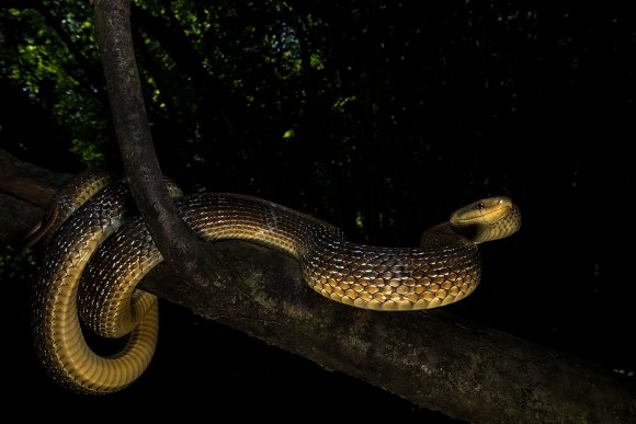 Saettone - Aesculapian snake