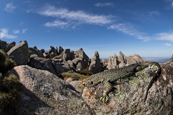 Lucertola di Bedriaga - Bedriaga's rock lizard  (Archaeolacerta bedriagae)