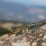 Lucertola di Bedriaga - Bedriaga's rock lizard  (Archaeolacerta bedriagae)