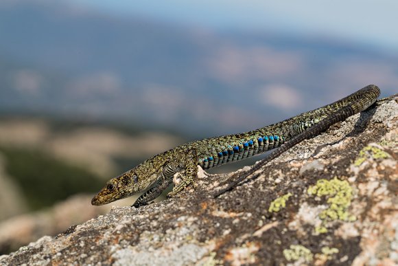 Lucertola di Bedriaga - Bedriaga's rock lizard  (Archaeolacerta bedriagae)