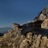 Vipera berus - Adder