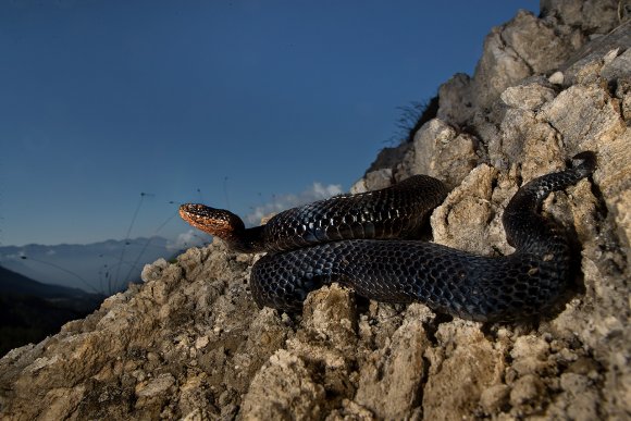 Vipera berus - Adder