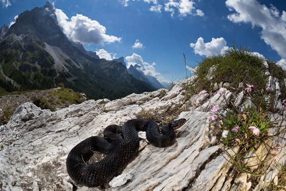 Vipera berus - Adder