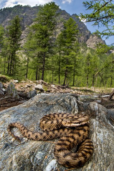 Vipera - Asp Viper (Vipera aspis)