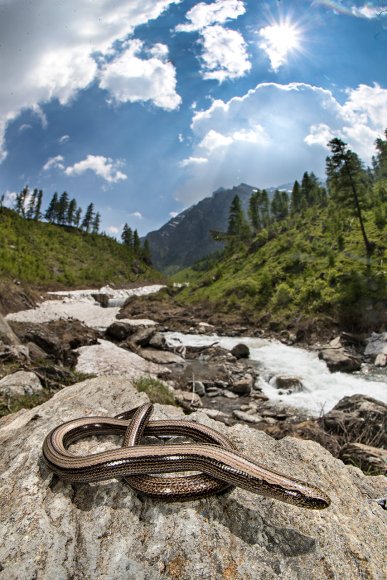 Orbettino - Slowworm (Anguis fragilis)