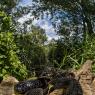 Natrice tassellata - Dice snake (Natrix tessellata)