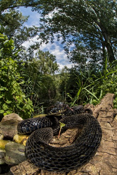 Natrice tassellata - Dice snake (Natrix tessellata)