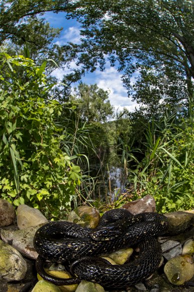 Natrice tassellata - Dice snake (Natrix tessellata)