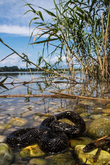 Natrice tassellata - Dice snake (Natrix tessellata)